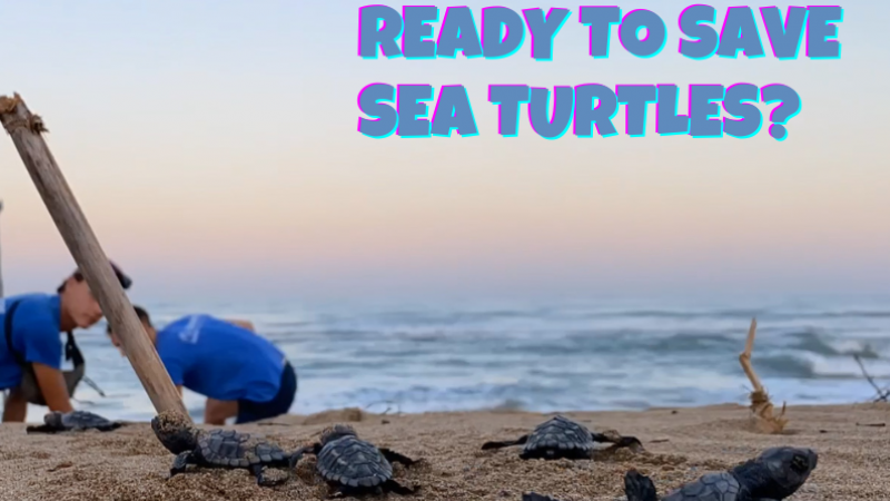 Mogućnosti volontiranja/stažiranja za...